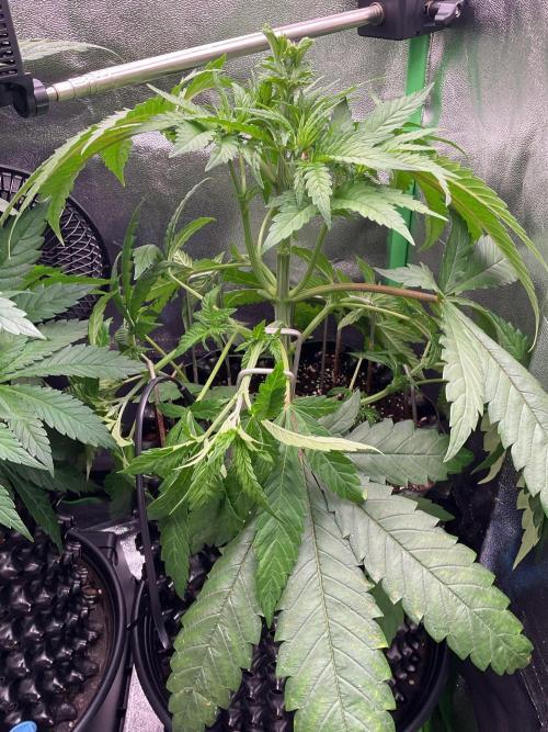ZammiSp. Week 9 - LST