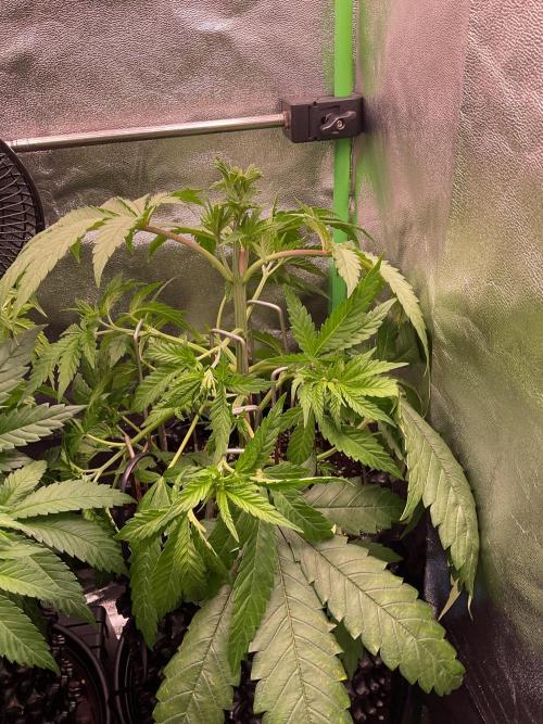 SpecialKush1. Week 8 - LST