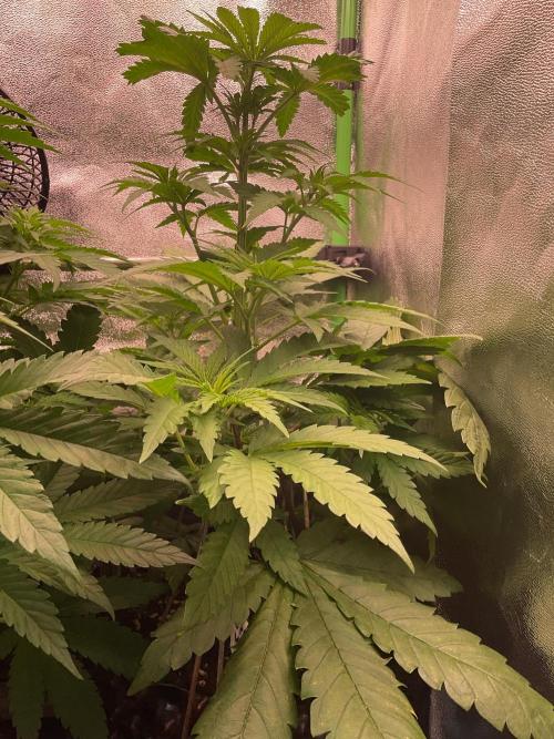 SpecialKush1. Week 8 - Need some cuts