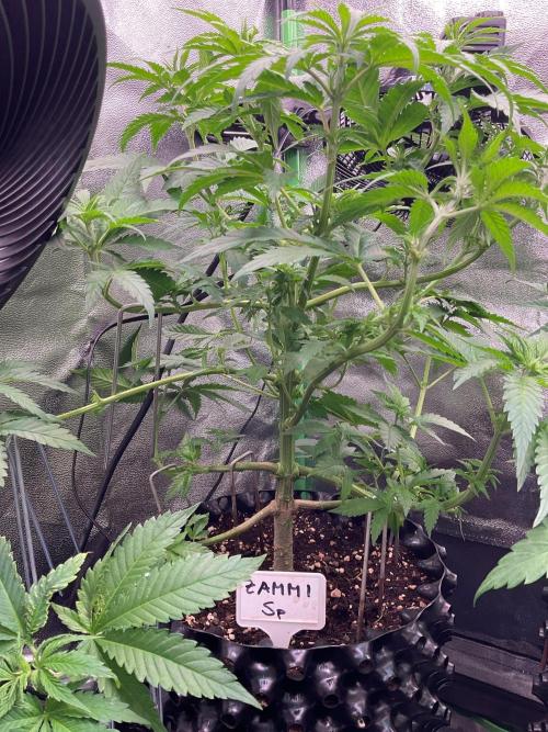 ZammiSp. Week 9 - Much more better 