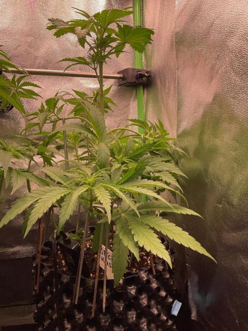 SpecialKush1. Week 8 - Much more better 
