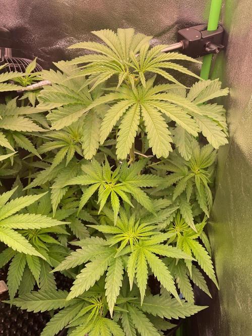 SpecialKush1. Week 8 - Love it