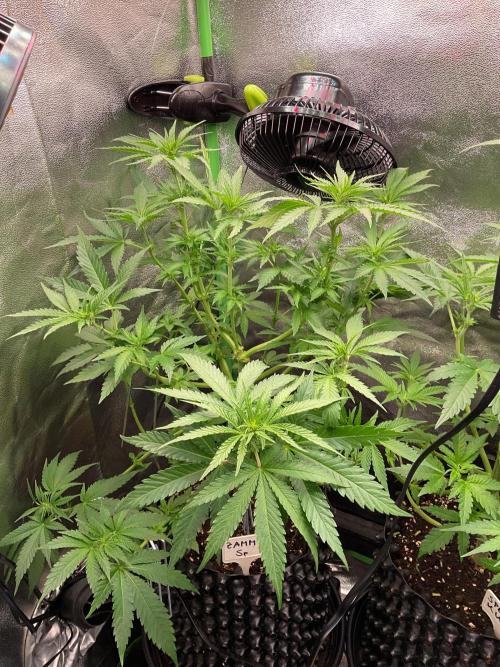 ZammiSp. Week 10 - Just flowering 