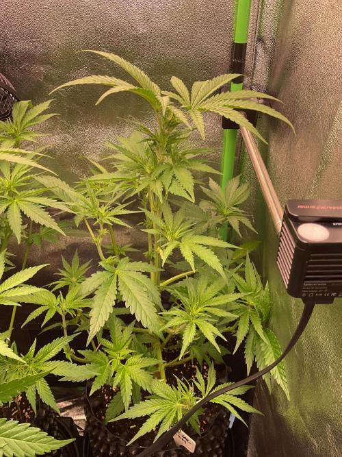 SpecialKush1. Week 9 - Just flowering 