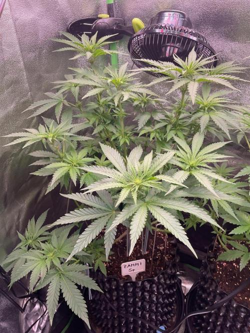 ZammiSp. Week 10 - Ongoing