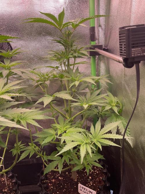 SpecialKush1. Week 9 - Ongoing