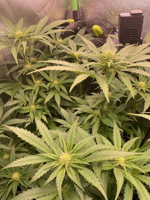 ZammiSp. Week 11 - Flowerpower