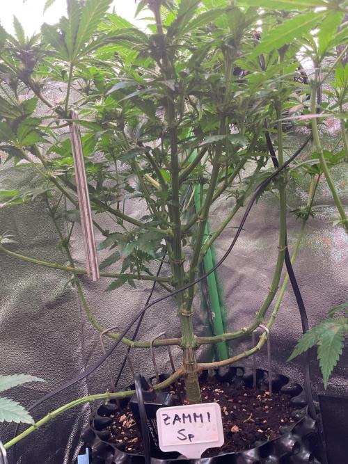 ZammiSp. Week 11 - Cutting some leaf