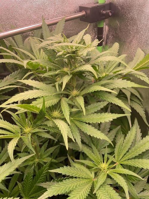 SpecialKush1. Week 10 - True love 