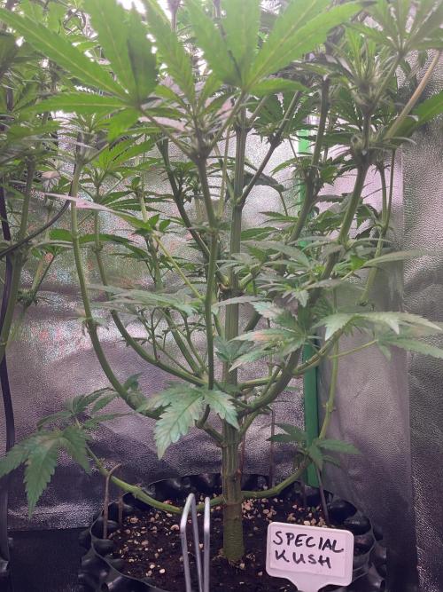 SpecialKush1. Week 10 - Some cuts 