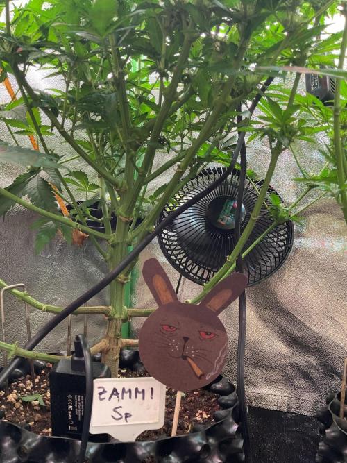 ZammiSp. Week 11 - Happy Easter!