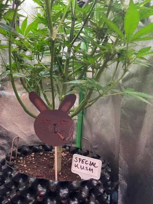 SpecialKush1. Week 10 - Happy Easter