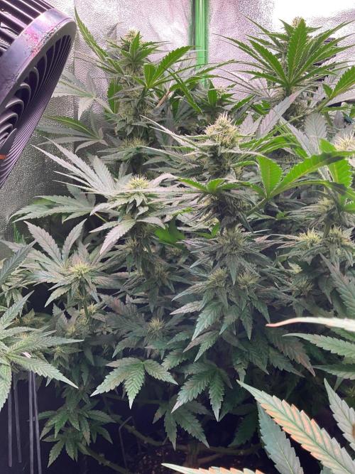 ZammiSp. Week 12 - Flowering
