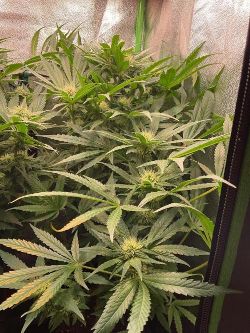 SpecialKush1. Week 11 - Flowering