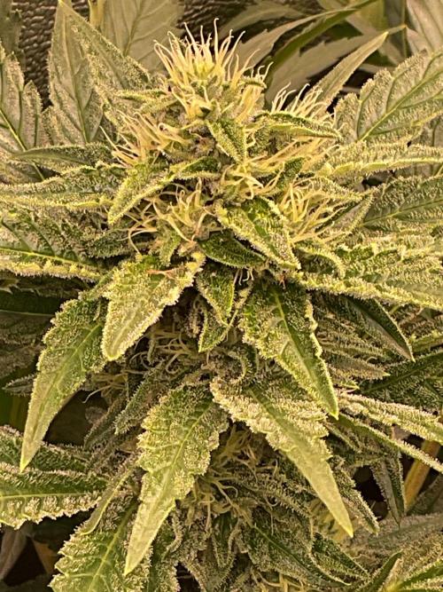 ZammiSp. Week 12 - Seems to been a good run