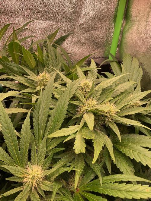 SpecialKush1. Week 11 - In flow