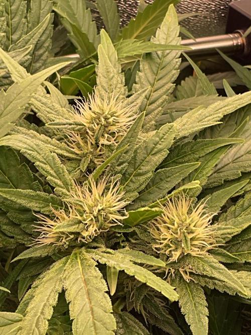 SpecialKush1. Week 11 - Hopefully a good run