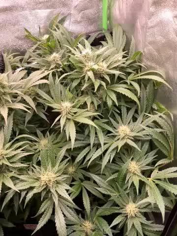 SpecialKush1