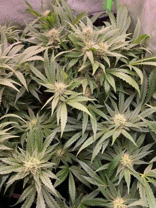 SpecialKush1. Week 11 - Will see 