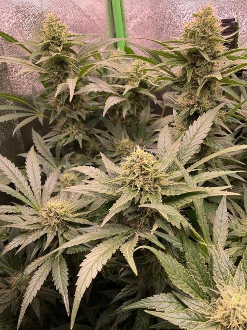 ZammiSp. Week 12 - Just buds