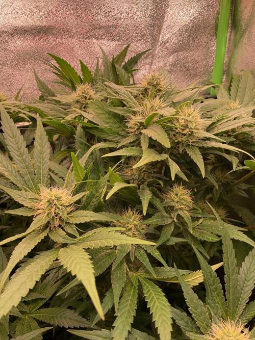 SpecialKush1. Week 11 - Just buds