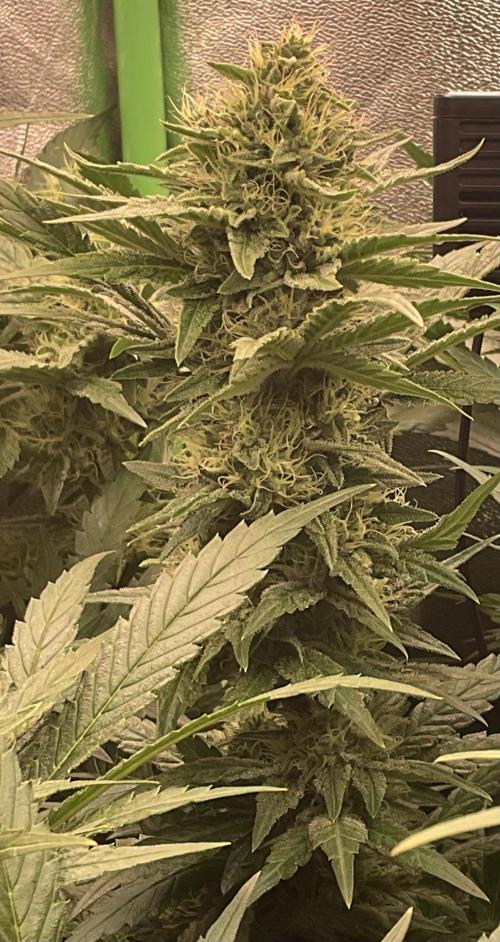 ZammiSp. Week 12 - More buds