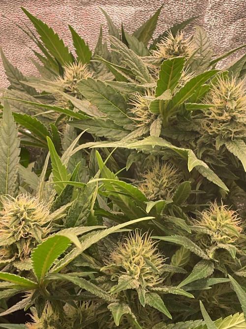 SpecialKush1. Week 11 - More buds