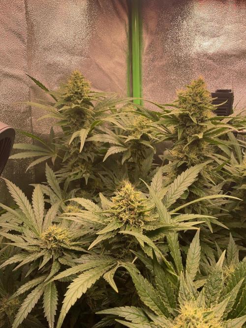 ZammiSp. Week 12 - Some buds