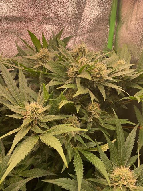SpecialKush1. Week 11 - Buds
