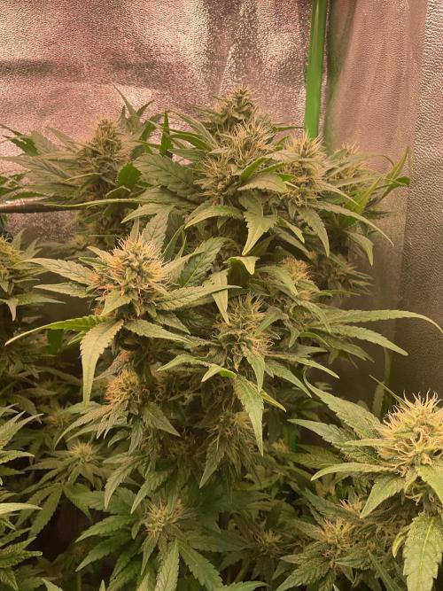 SpecialKush1. Week 12 - Buds