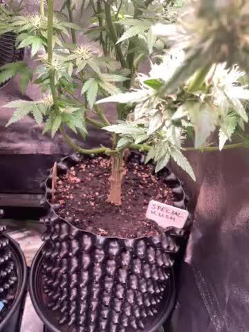 SpecialKush1
