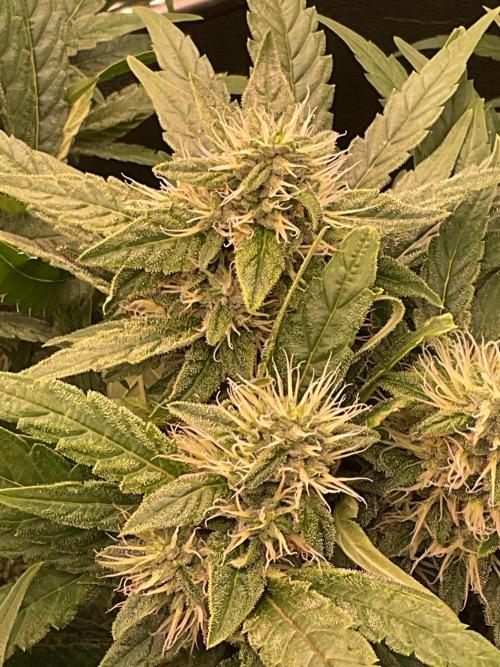 SpecialKush1. Week 12 - Just buds
