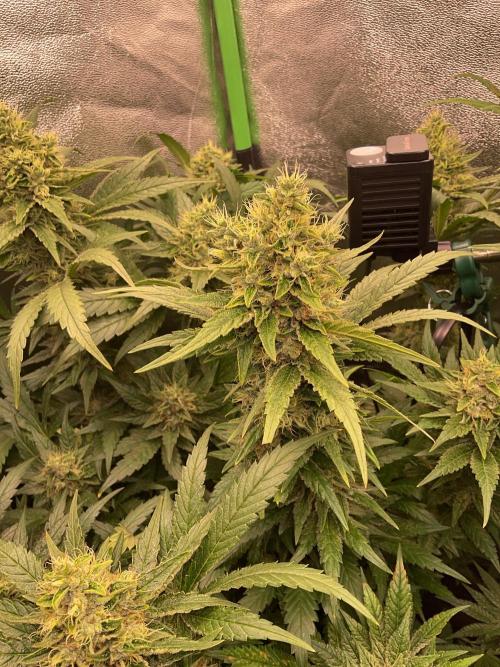 ZammiSp. Week 14 - Buds