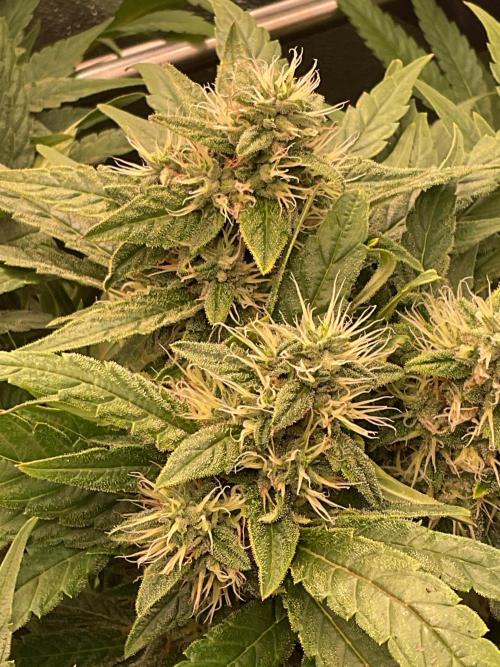 Special Kush #1. Week 13