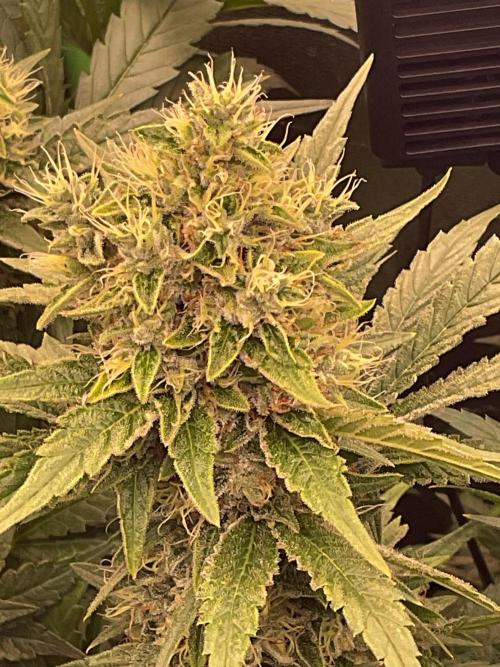 ZammiSp. Week 14 - Buds