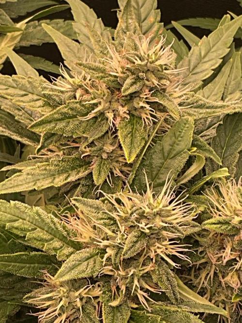 Special Kush #1. Week 13