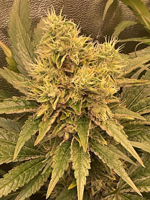 ZammiSp. Week 14 - Buds
