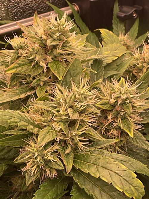 Special Kush #1. Week 13