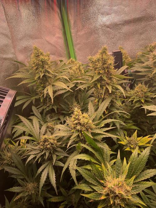 ZammiSp. Week 15 - Just Buds