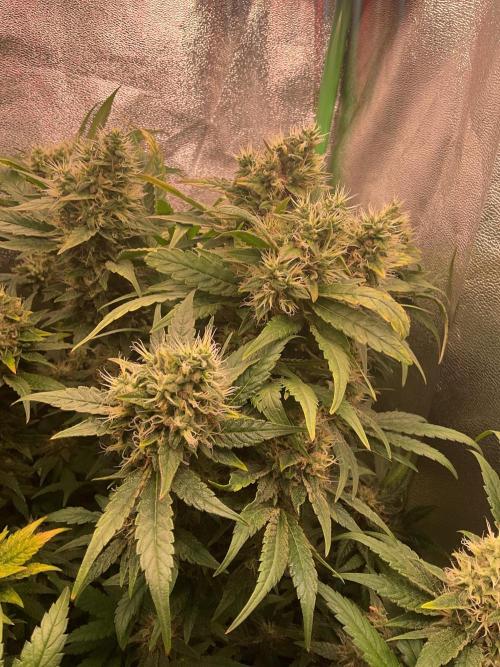 Special Kush #1. Week 14