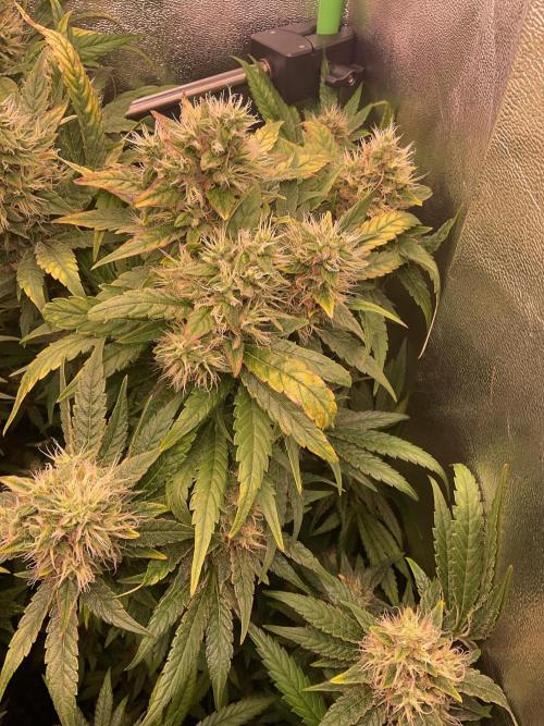 SpecialKush1. Week 14 - Last days
