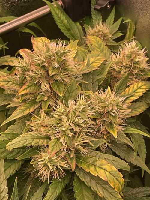 Special Kush #1. Week 14