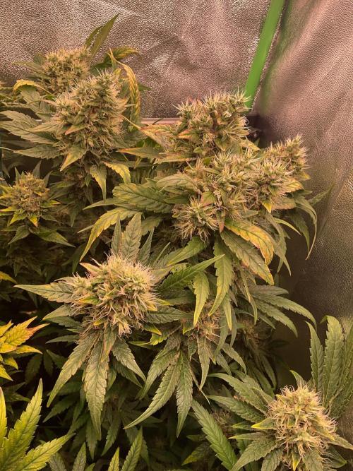 Special Kush #1. Week 14
