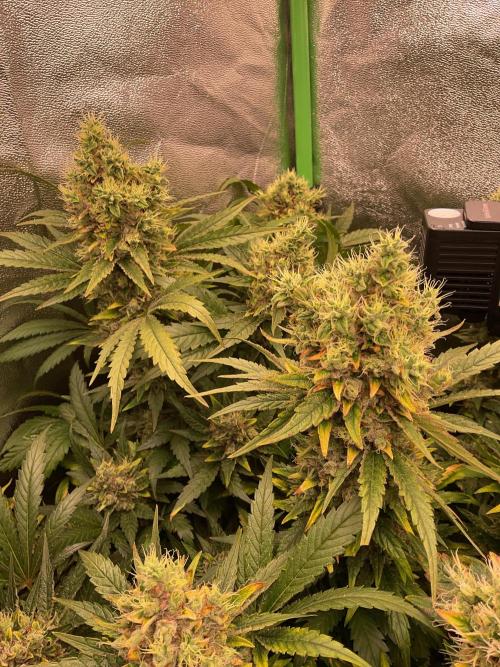 ZammiSp. Week 16 - Some buds