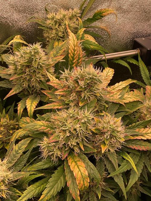 Special Kush #1. Week 15