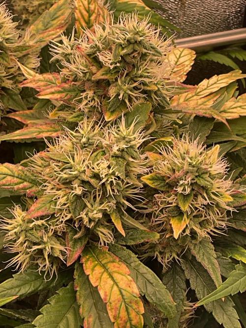 Special Kush #1. Week 15