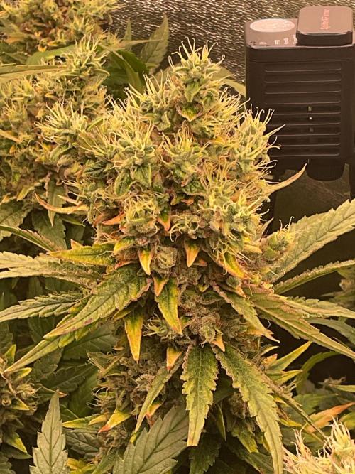 ZammiSp. Week 16 - Just the fav bud