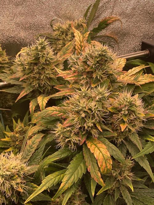 Special Kush #1. Week 15