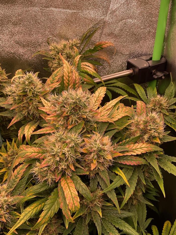 SpecialKush1. Week 16 - Harvesting is nearby 