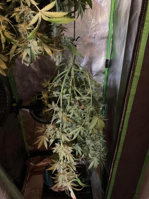 SpecialKush1. Week 17 - End of the journey 